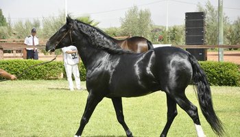 Edition 2015 des concours d’élevage des chevaux Barbe et Arabe Barbe