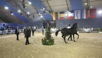 8ème édition du Salon du Cheval d’El Jadida, du 11 au 18 octobre 2015