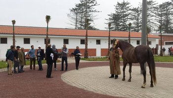 Les Haras nationaux lancent une opération d’achat d’étalons Barbe et Arabe-Barbe !