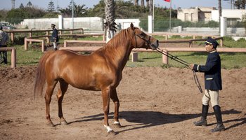 Ouverture du Haras National d’El Jadida