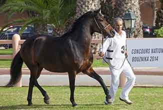 Calendrier des concours des chevaux arabe-barbe 