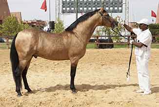 Calendrier des concours des chevaux barbe 