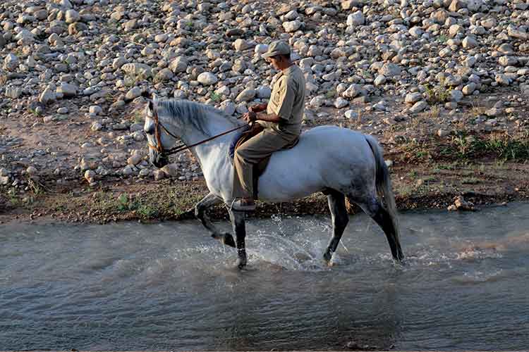 Cheval du Maroc