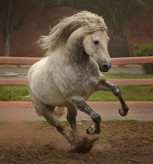 Cheval du Grand Maghreb père de race