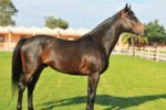Les races de chevaux