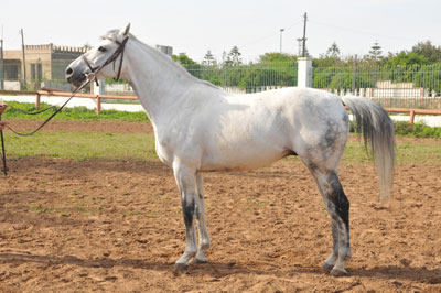 Pur sang arabe