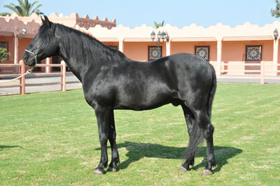 Pur sang arabe