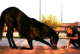 Cheval Maroc