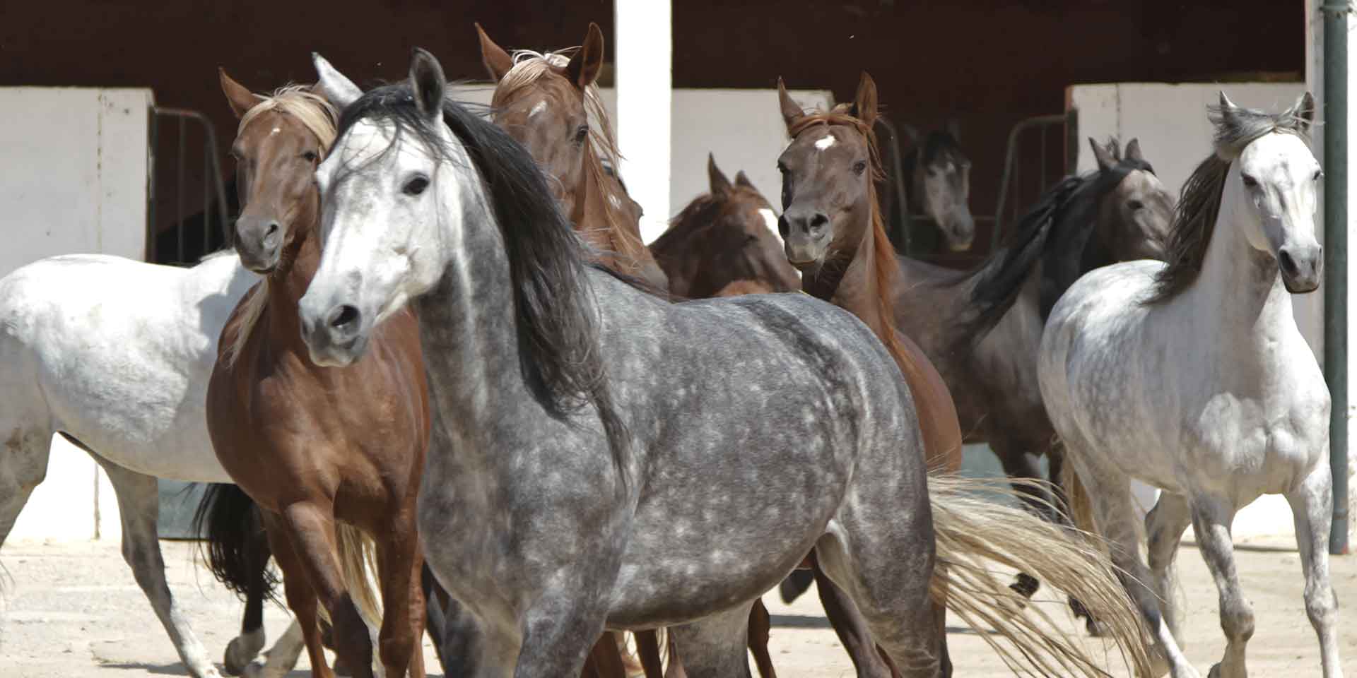 Élevage chevaux