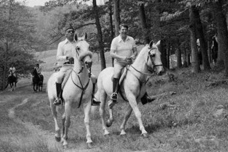 Cheval Marocain