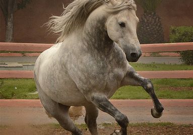 arts equestre