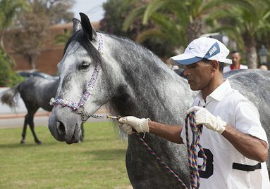 Concours cheval