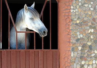 Cheval Maroc