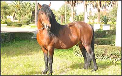 ANECBAB Maroc